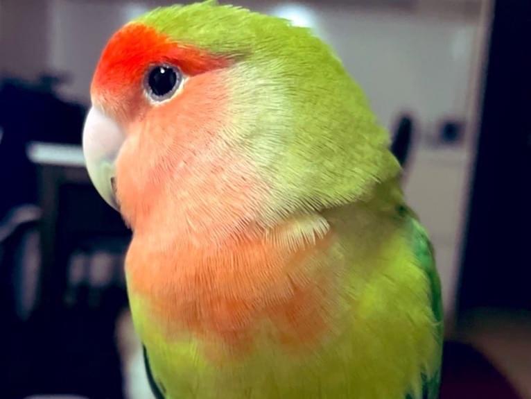 ココちゃん ココちゃん