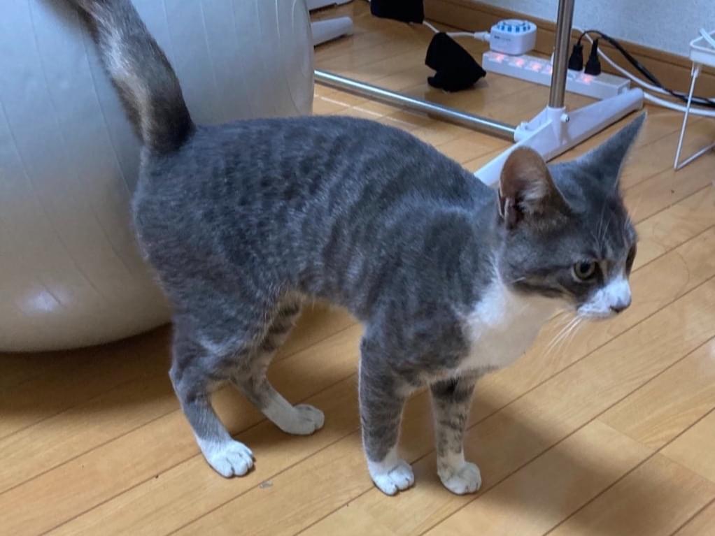 保護された猫 保護された猫