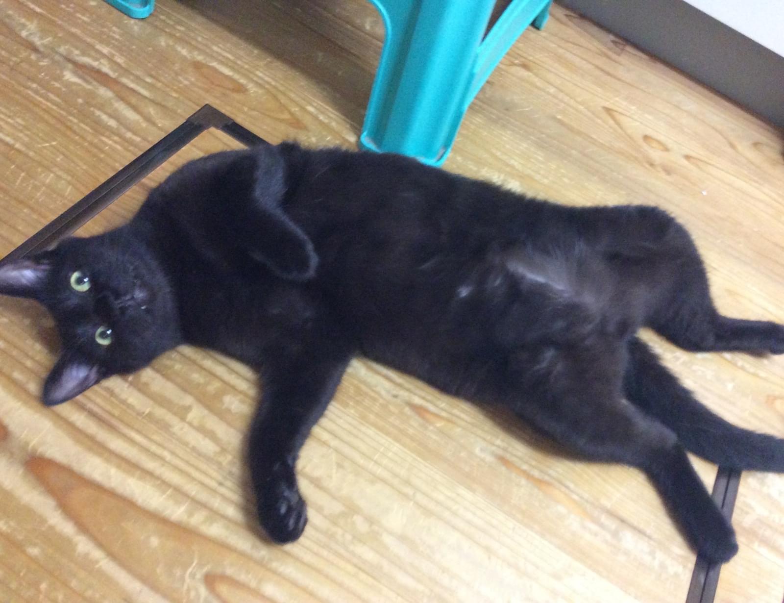 左耳カットしたオスの黒猫を探しています