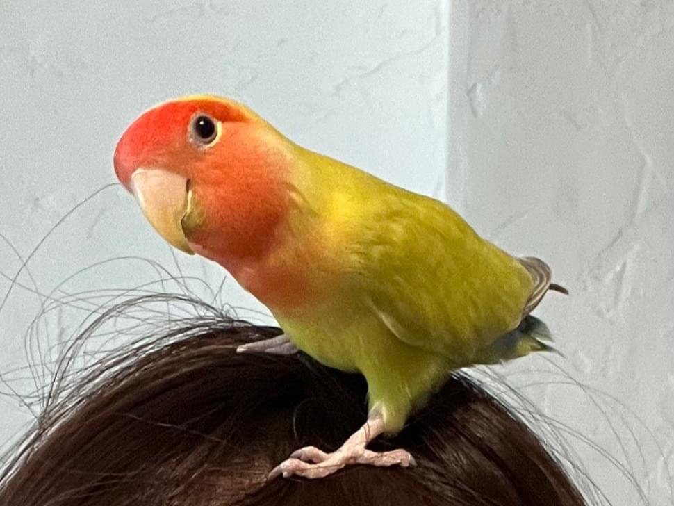 モンちゃん モンちゃん