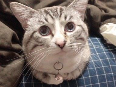 しらたまちゃん しらたまちゃん