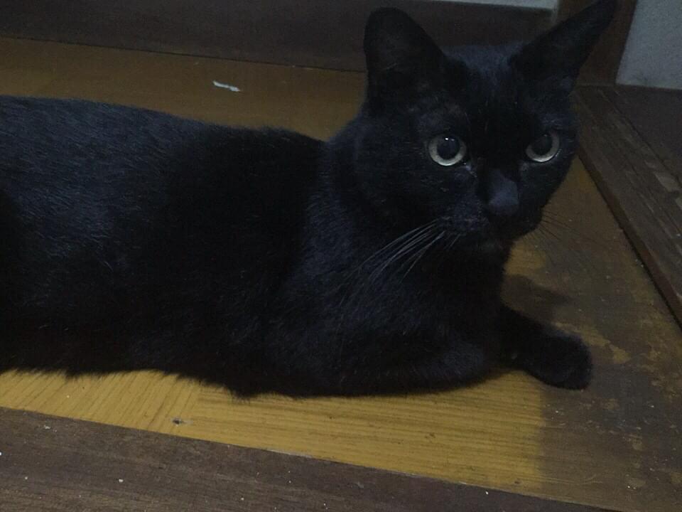 たまちゃん たまちゃん