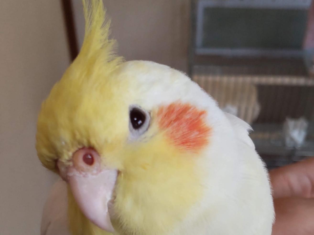 おかめちゃん おかめちゃん