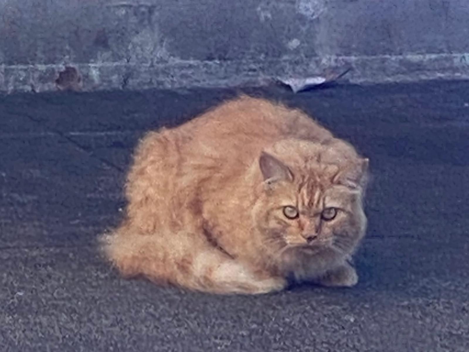 目撃された猫 目撃された猫
