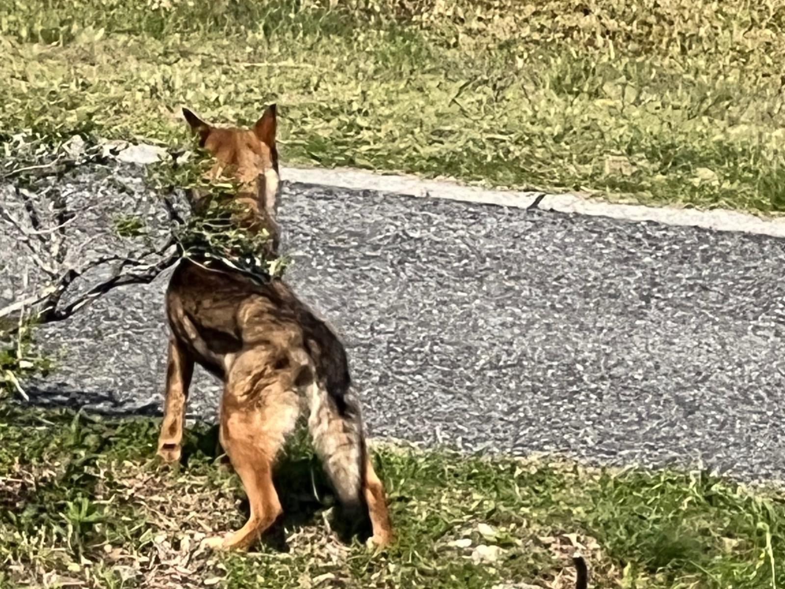 目撃された犬 目撃された犬