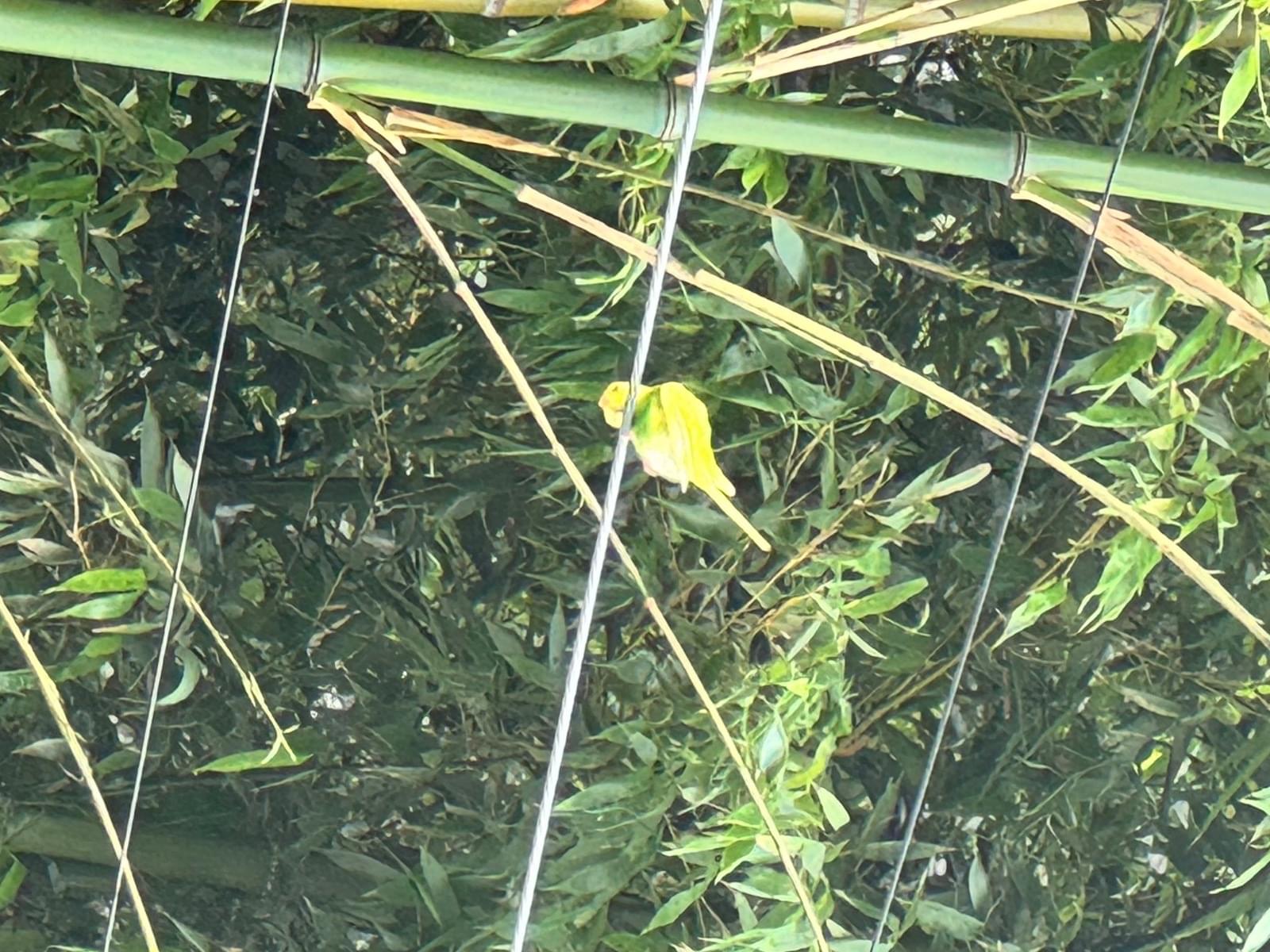 目撃された鳥