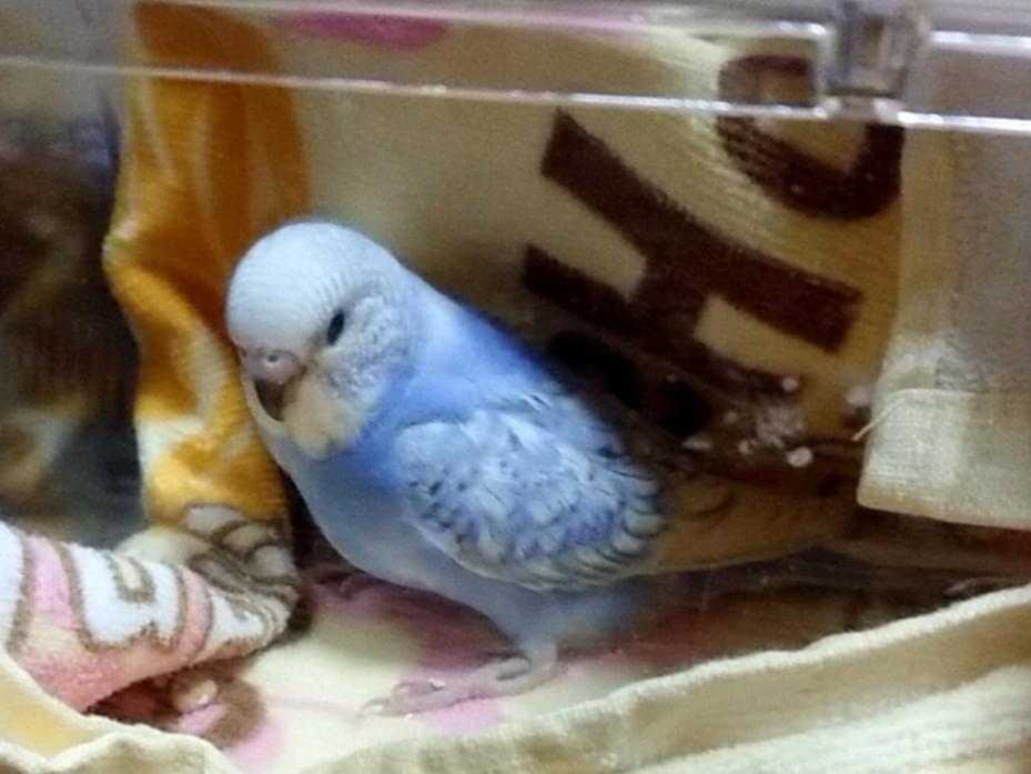 ベガちゃん ベガちゃん