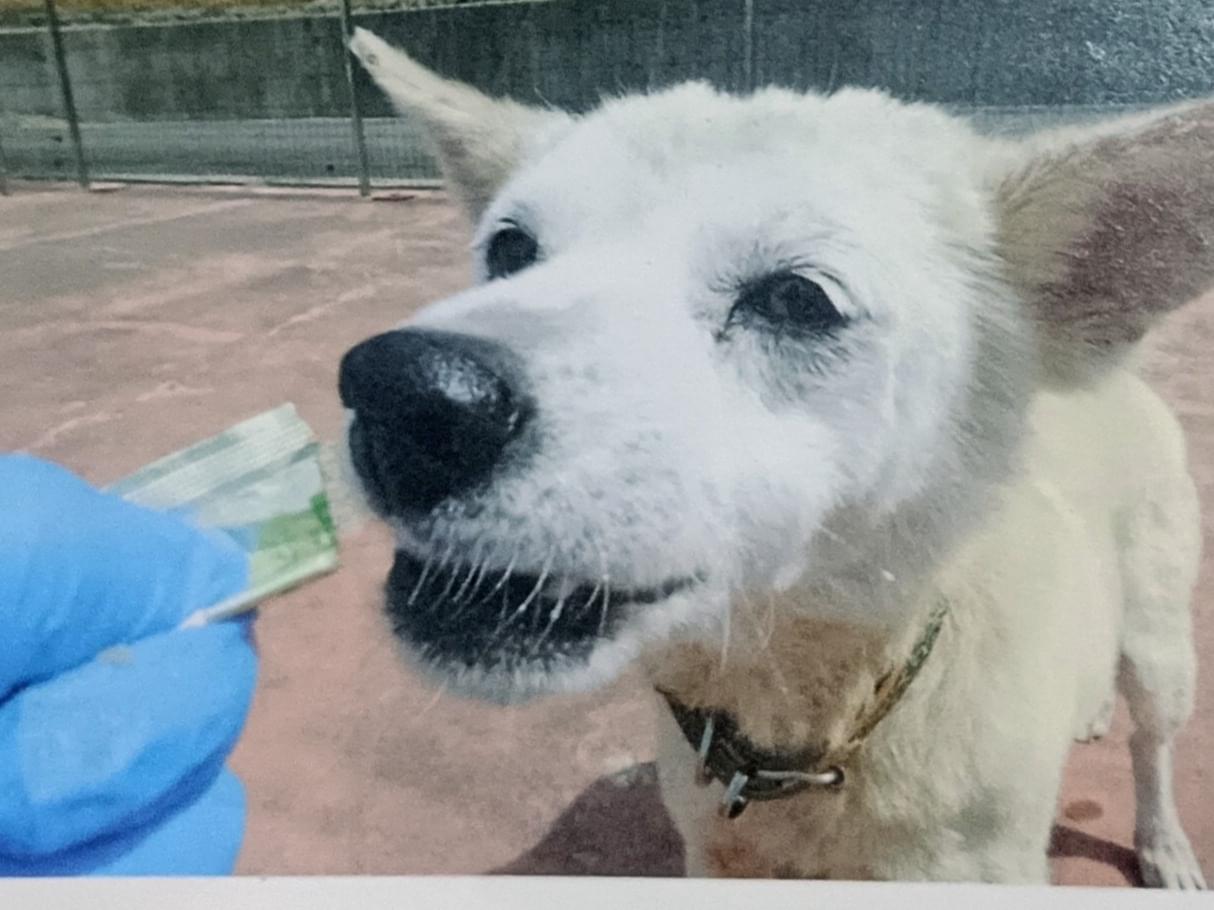 ひめちゃん ひめちゃん