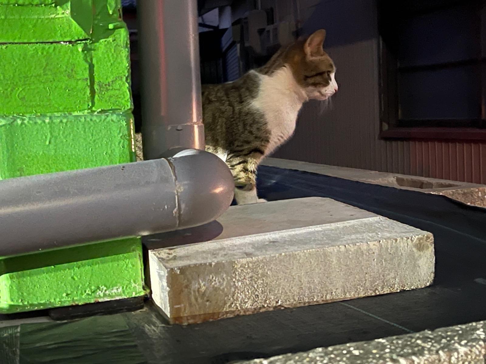 目撃された猫 目撃された猫