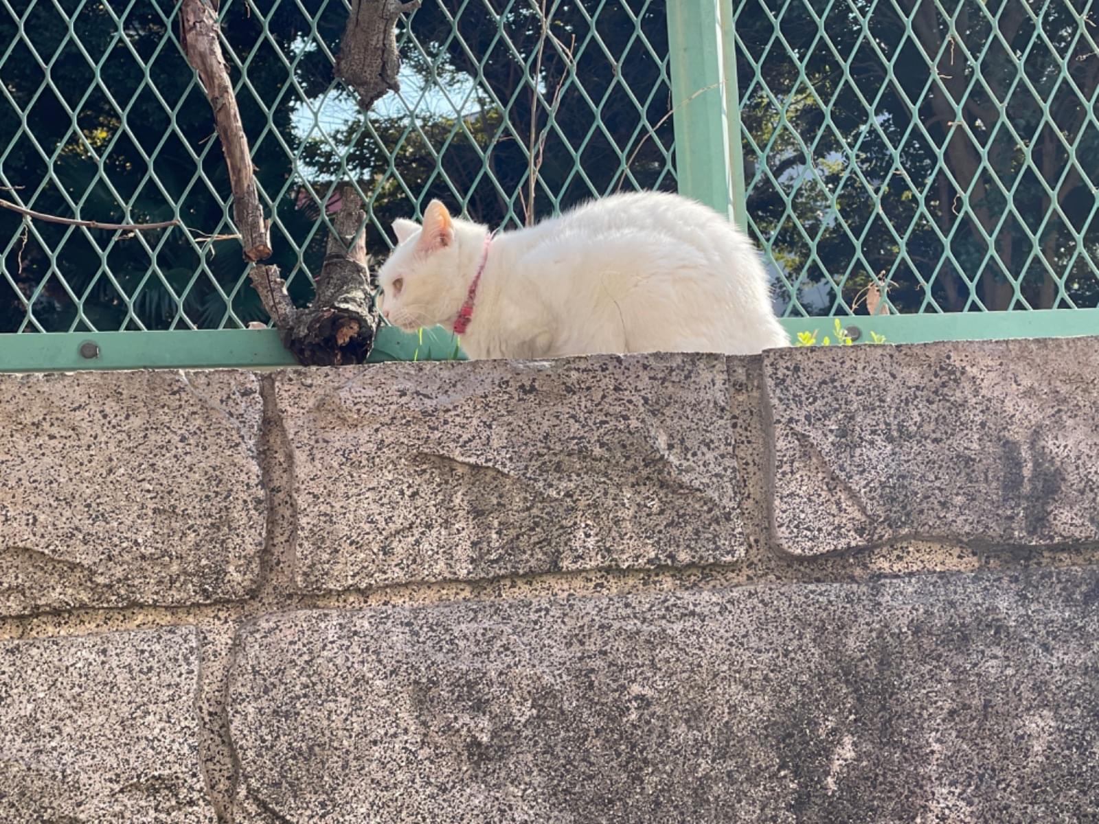 目撃された猫 目撃された猫