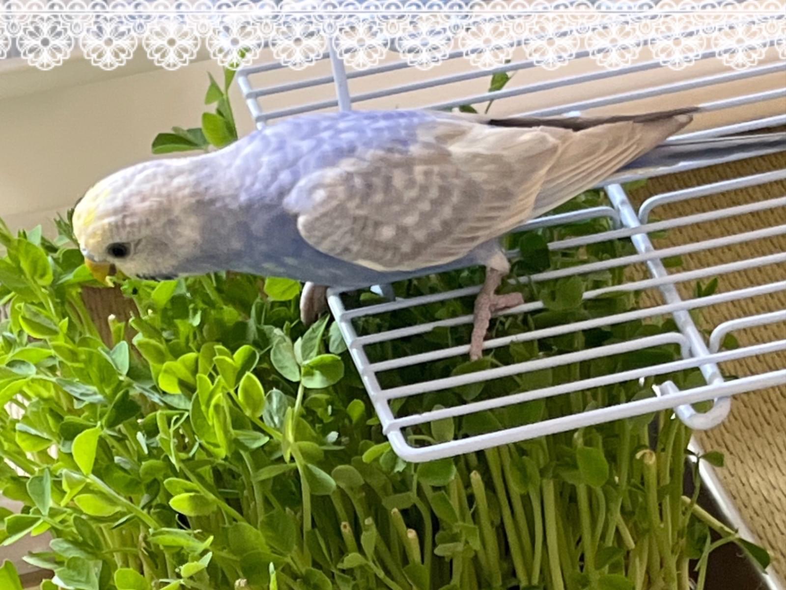 保護された鳥 保護された鳥