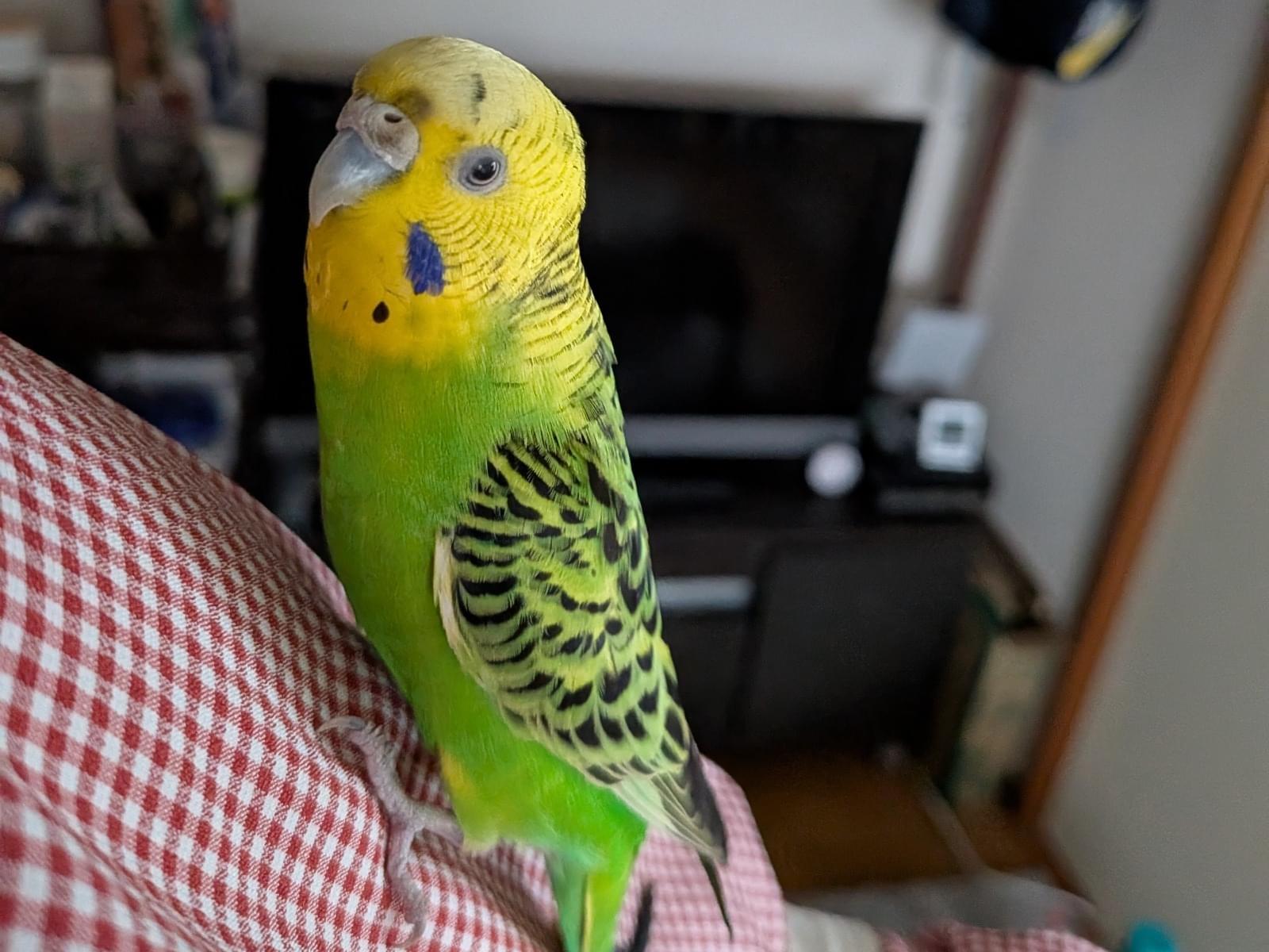 ロッキーちゃん