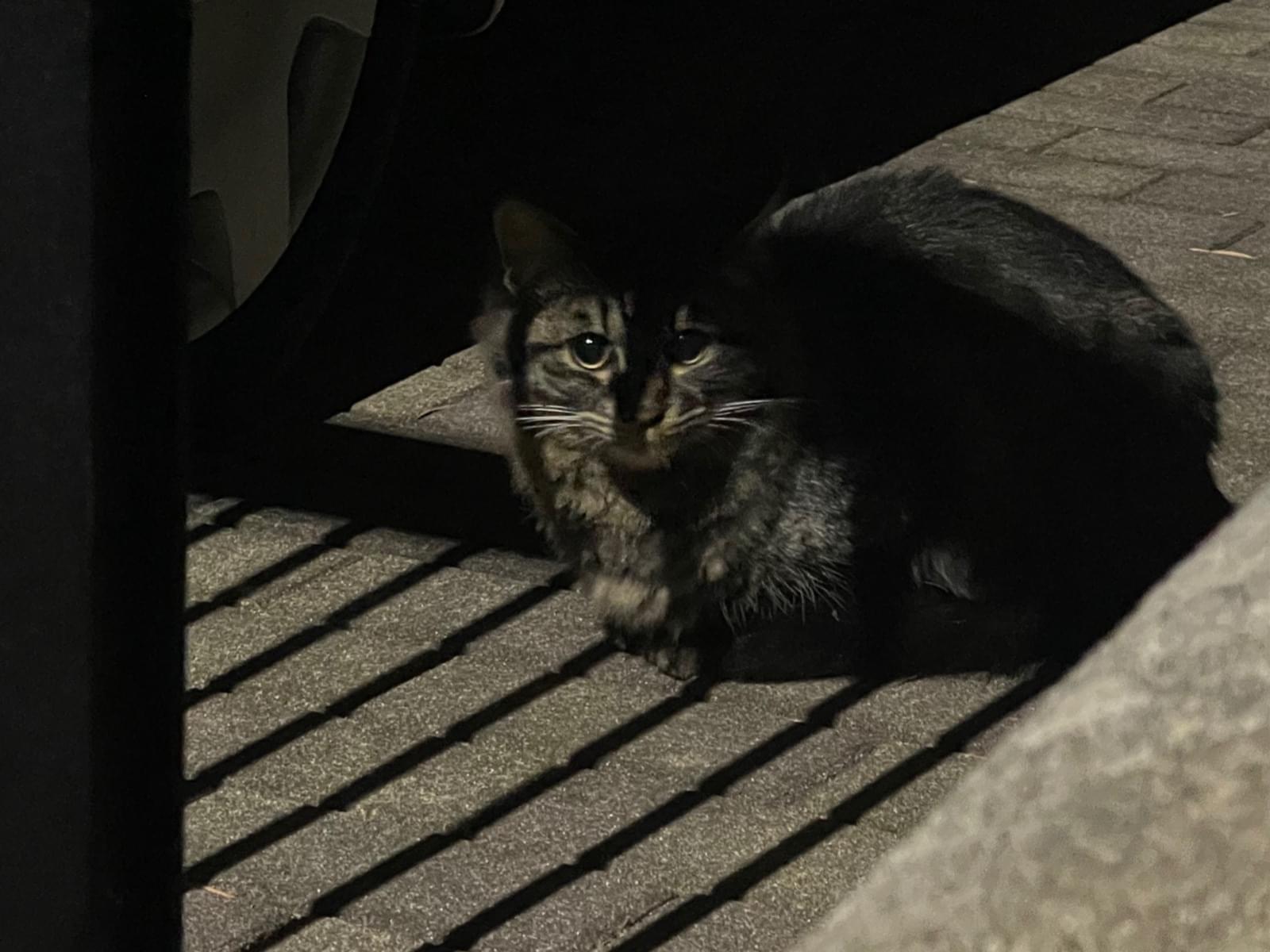 目撃された猫 目撃された猫