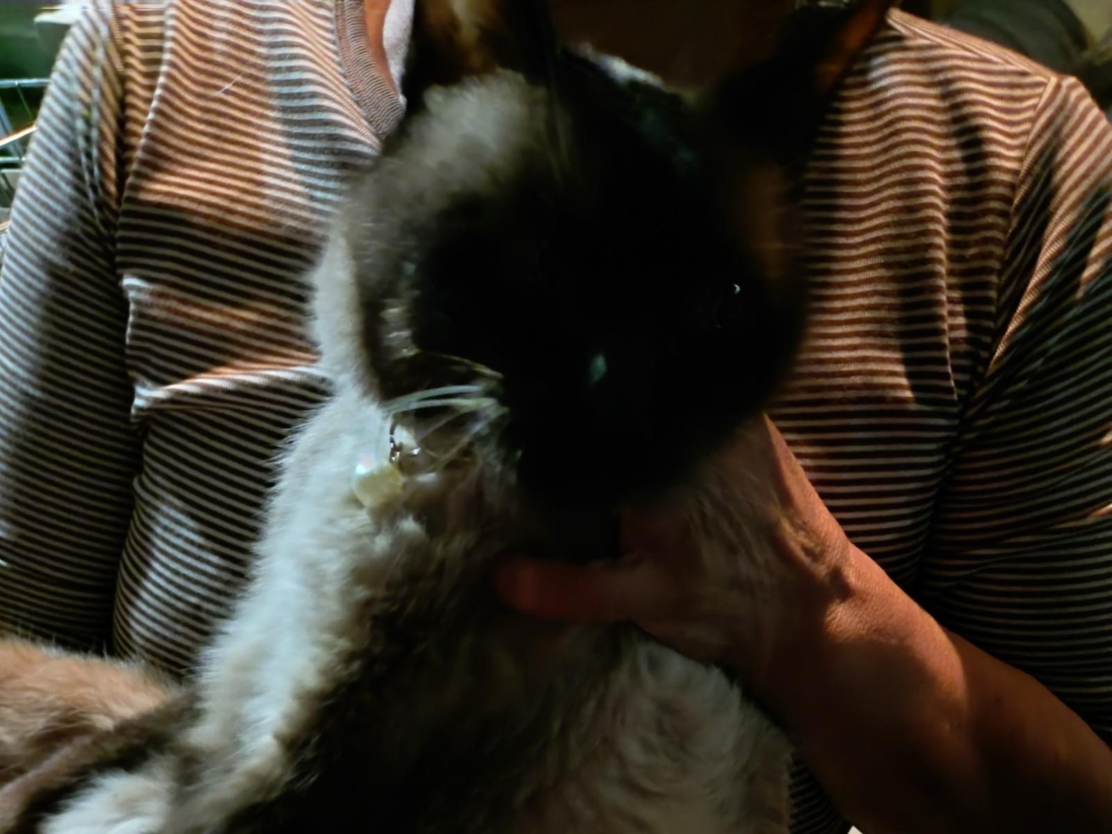 保護された猫 保護された猫