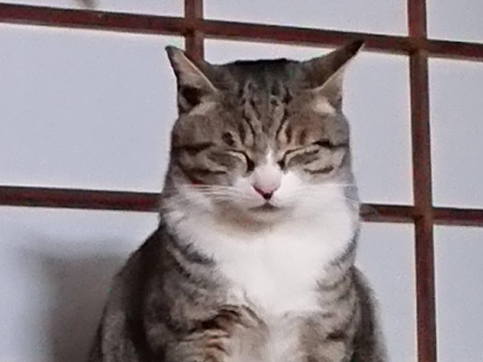 とらくんちゃん とらくんちゃん