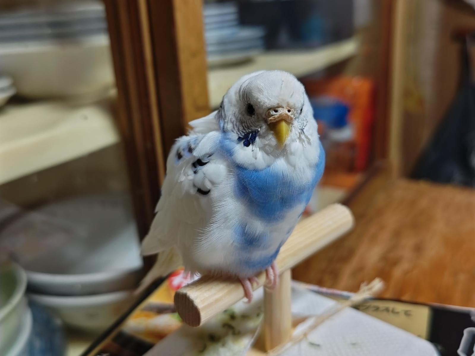 ぴーこちゃん ぴーこちゃん