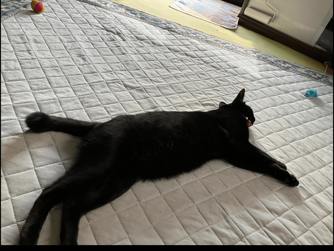 くろちゃん くろちゃん