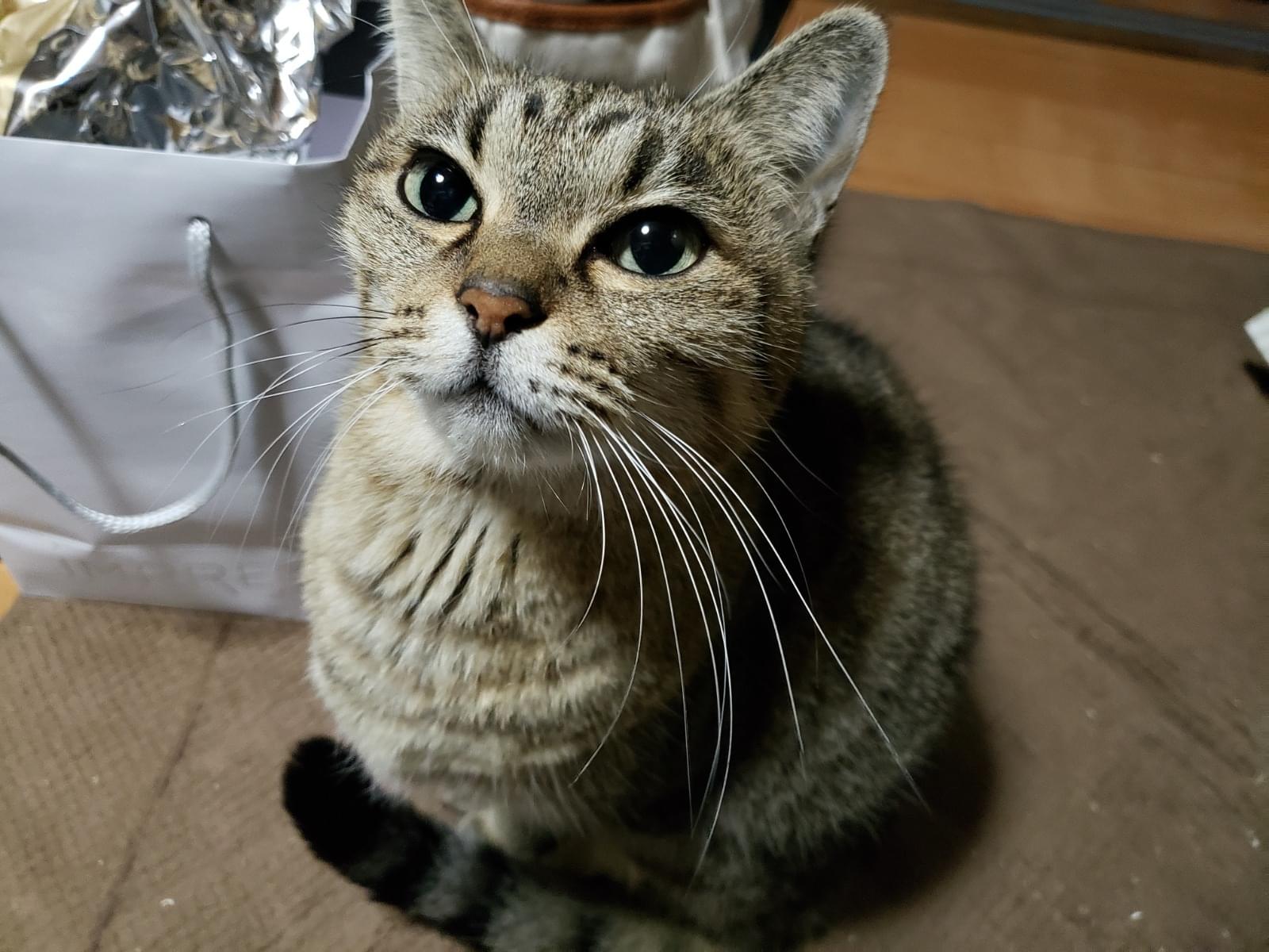 目撃された猫 目撃された猫