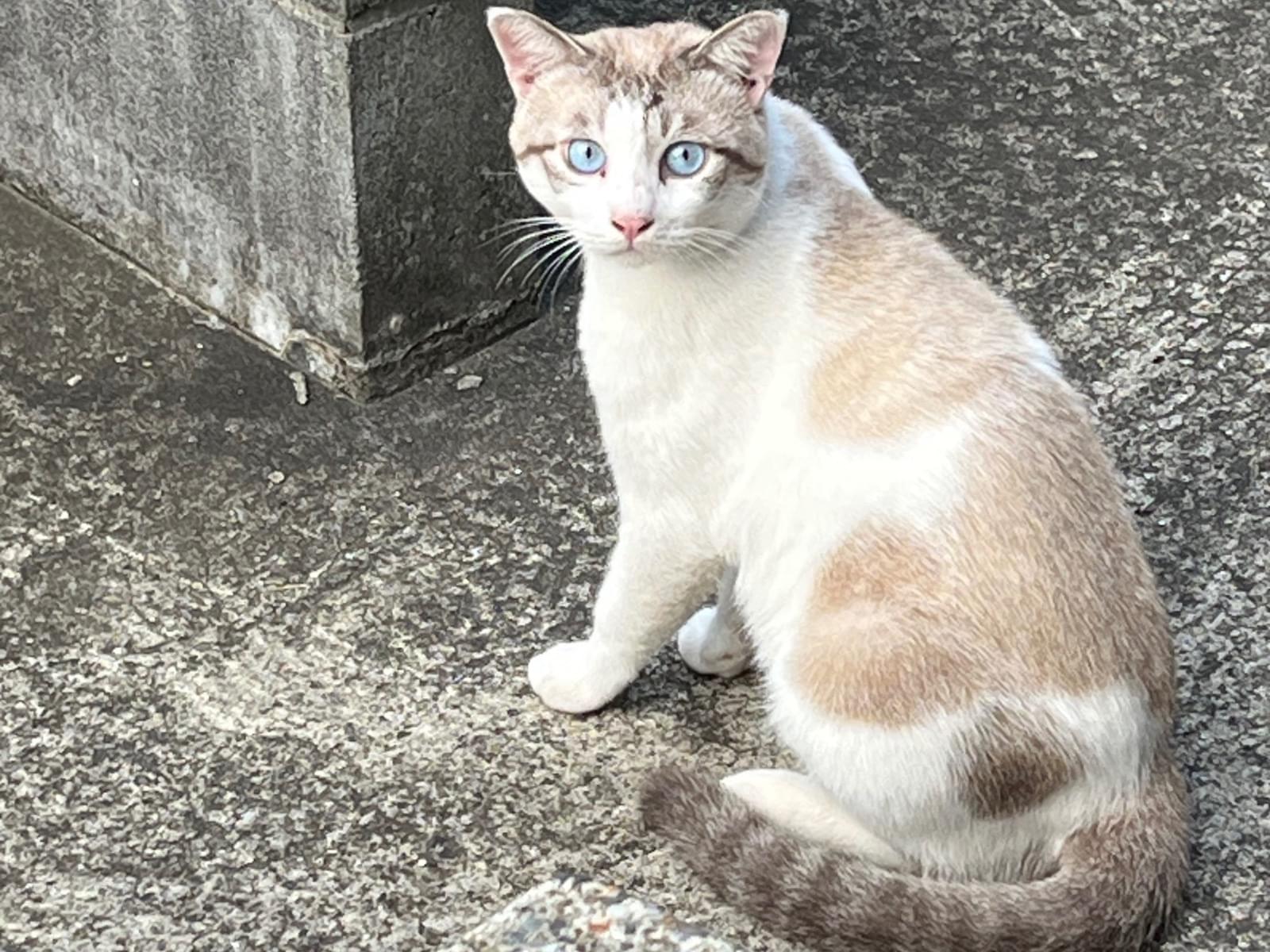 目撃された猫 目撃された猫