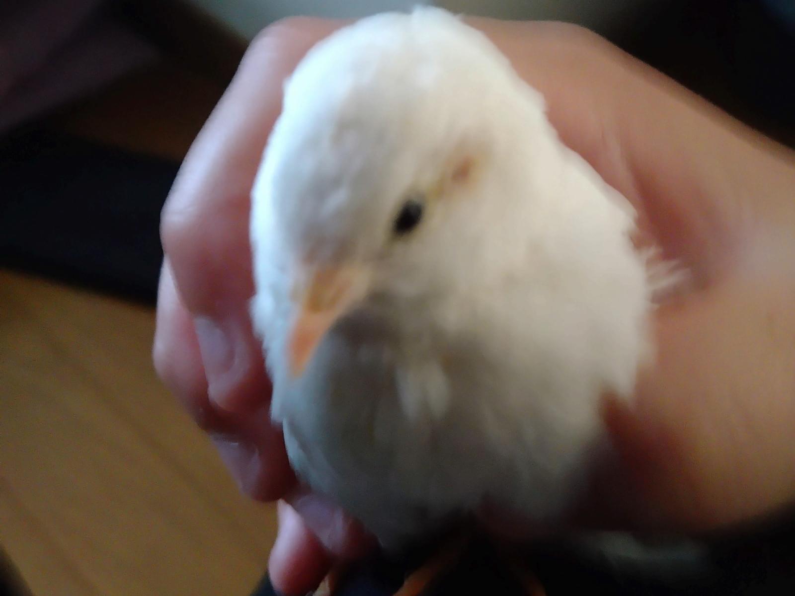びぃちゃん びぃちゃん