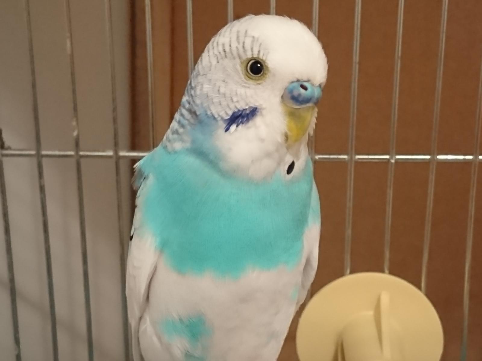 保護された鳥 保護された鳥