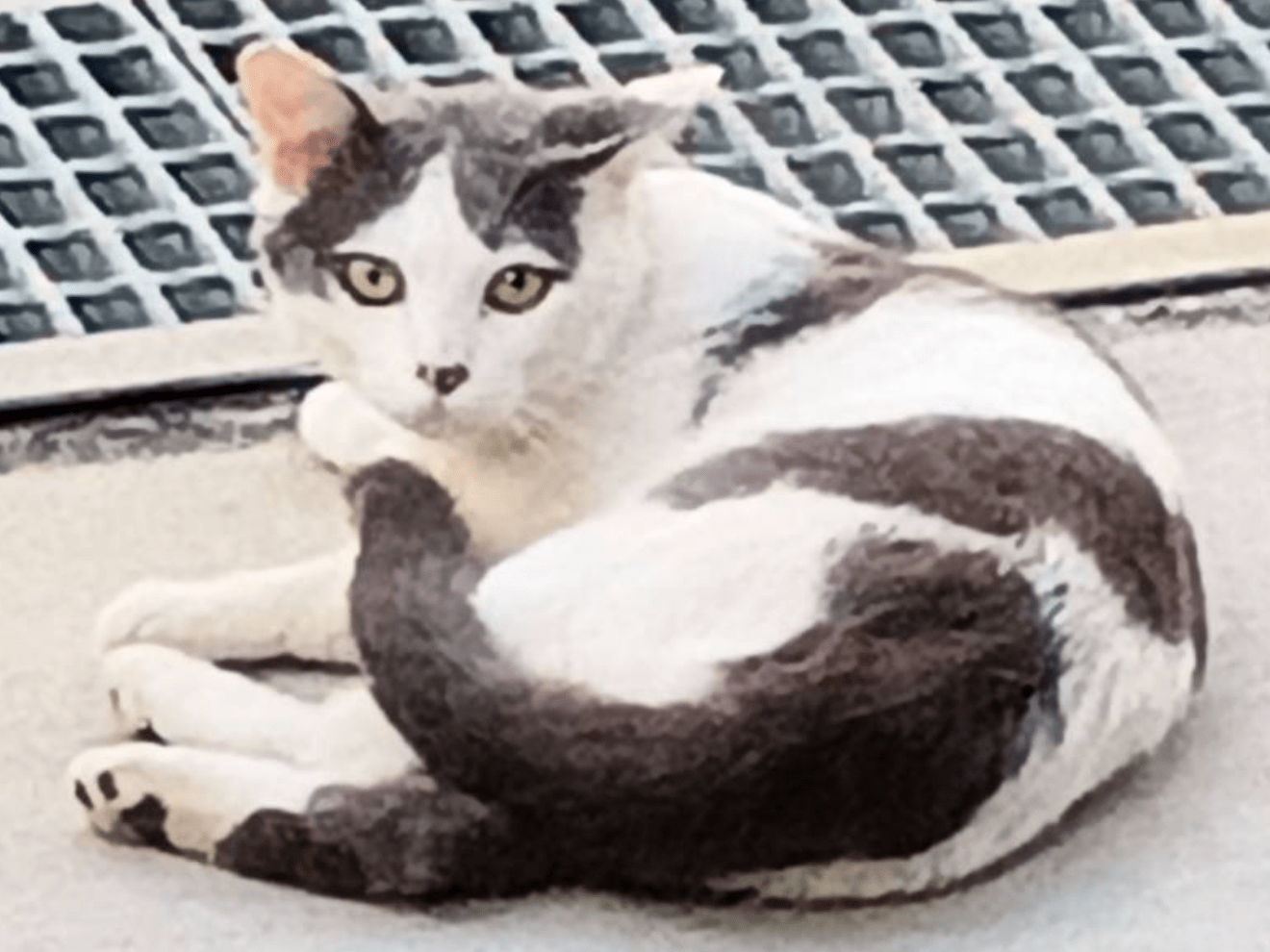 目撃された猫 目撃された猫