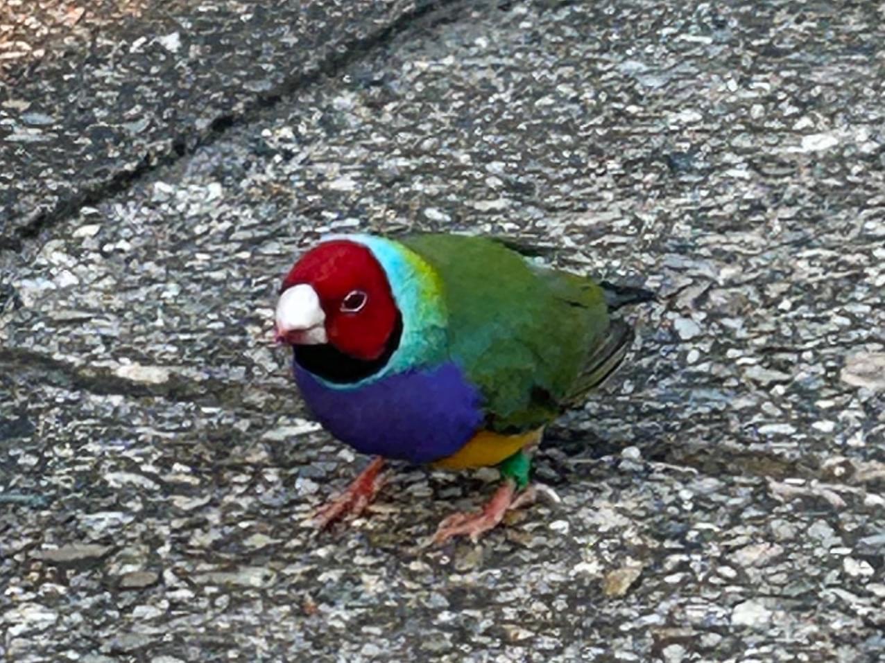目撃された鳥 目撃された鳥