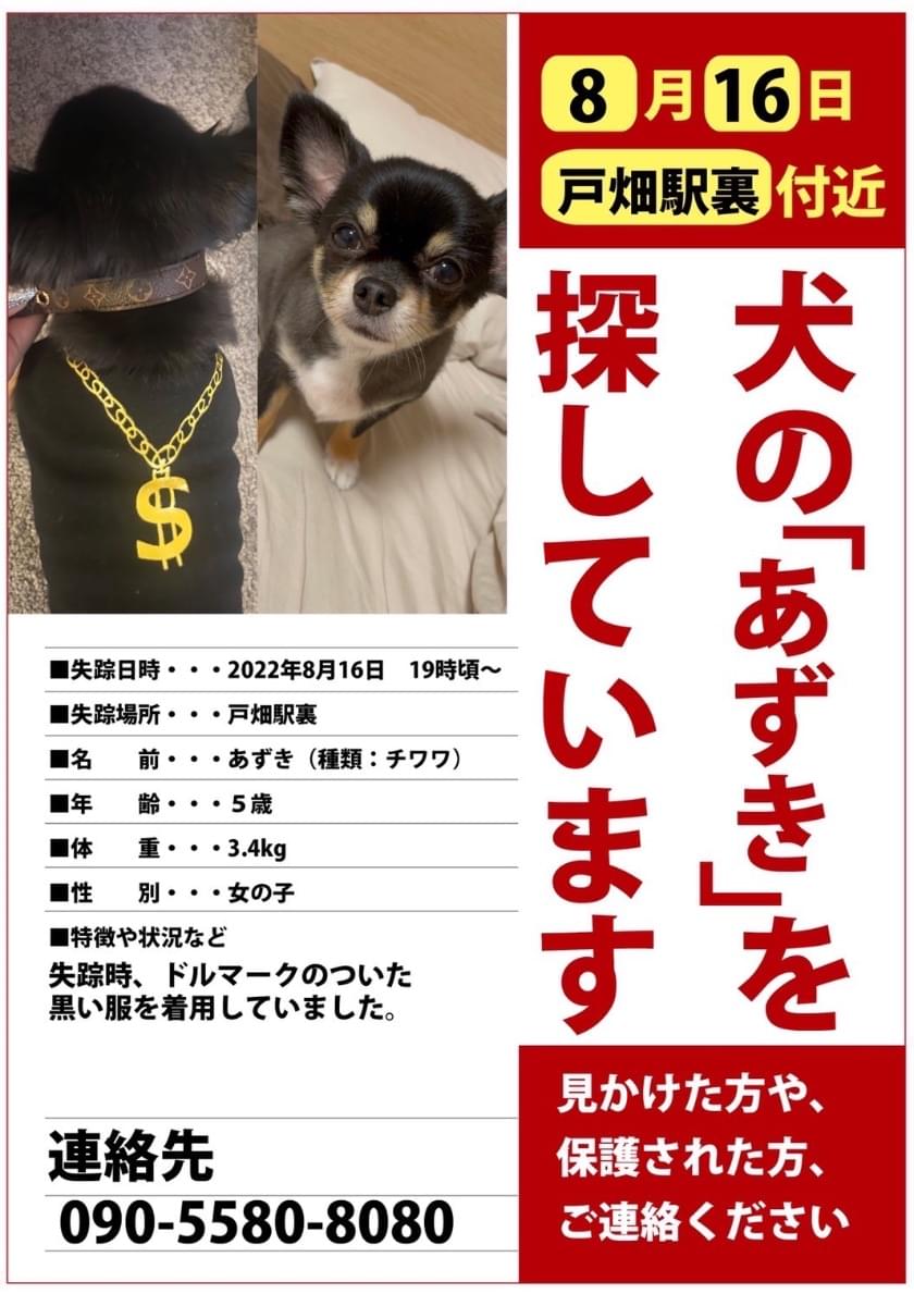 黒タンのチワワで 黒い服を着ています