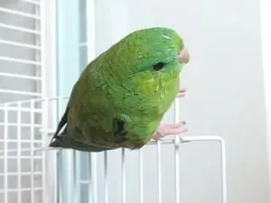緑ノーマルのサザナミインコを探しています