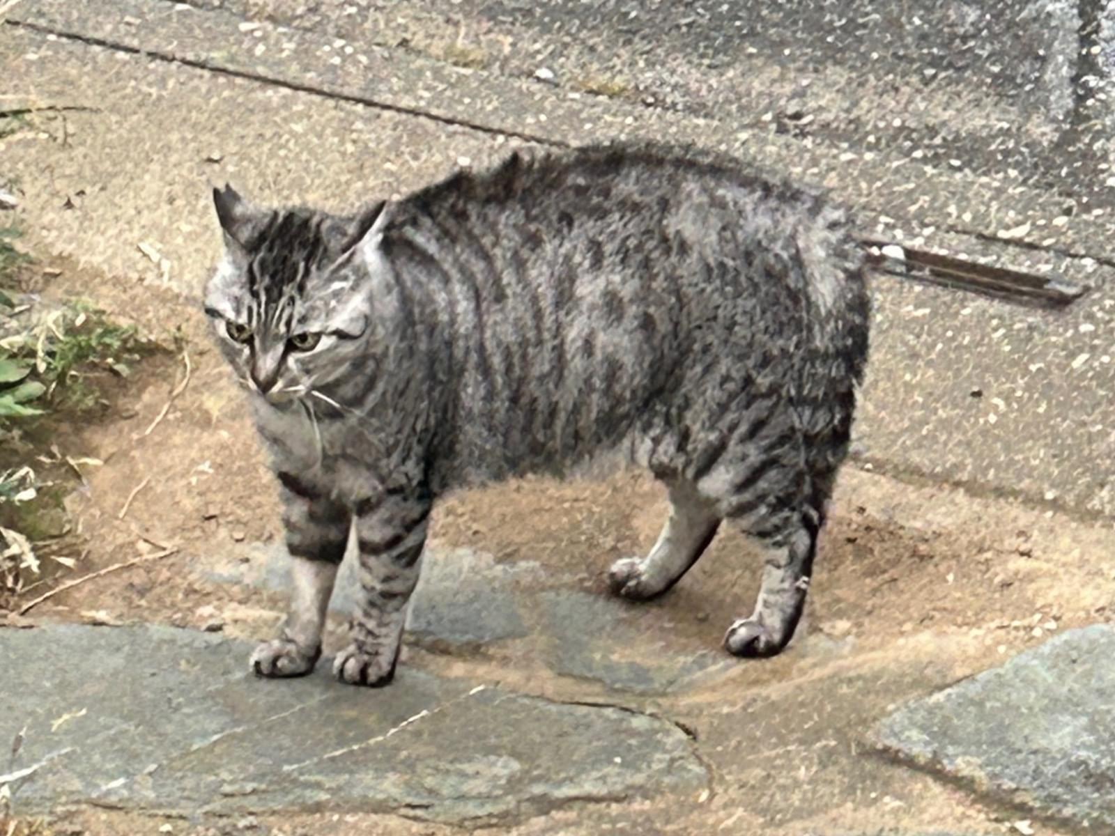 目撃された猫 目撃された猫