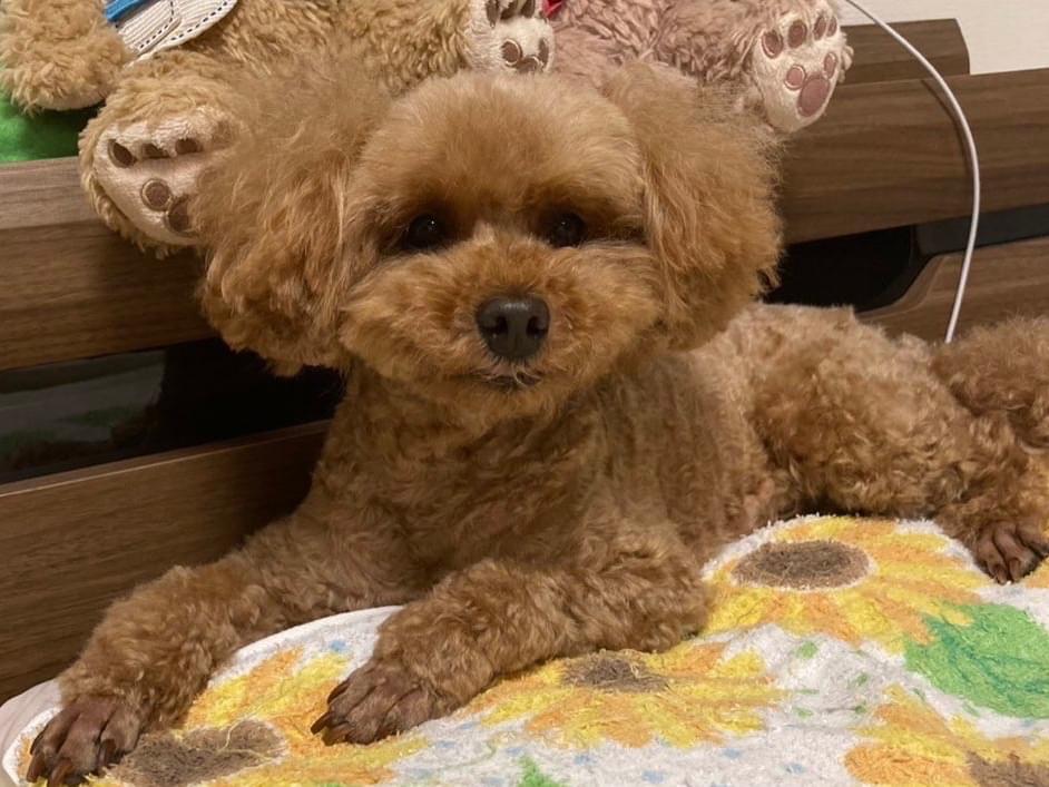 キッドちゃん キッドちゃん