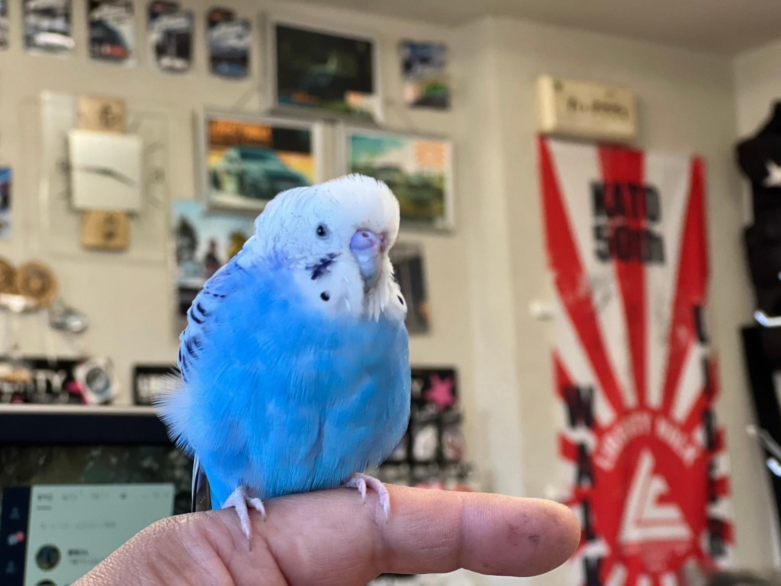 保護された鳥 保護された鳥
