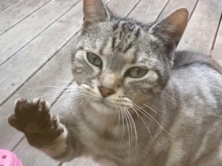 目撃された猫 目撃された猫