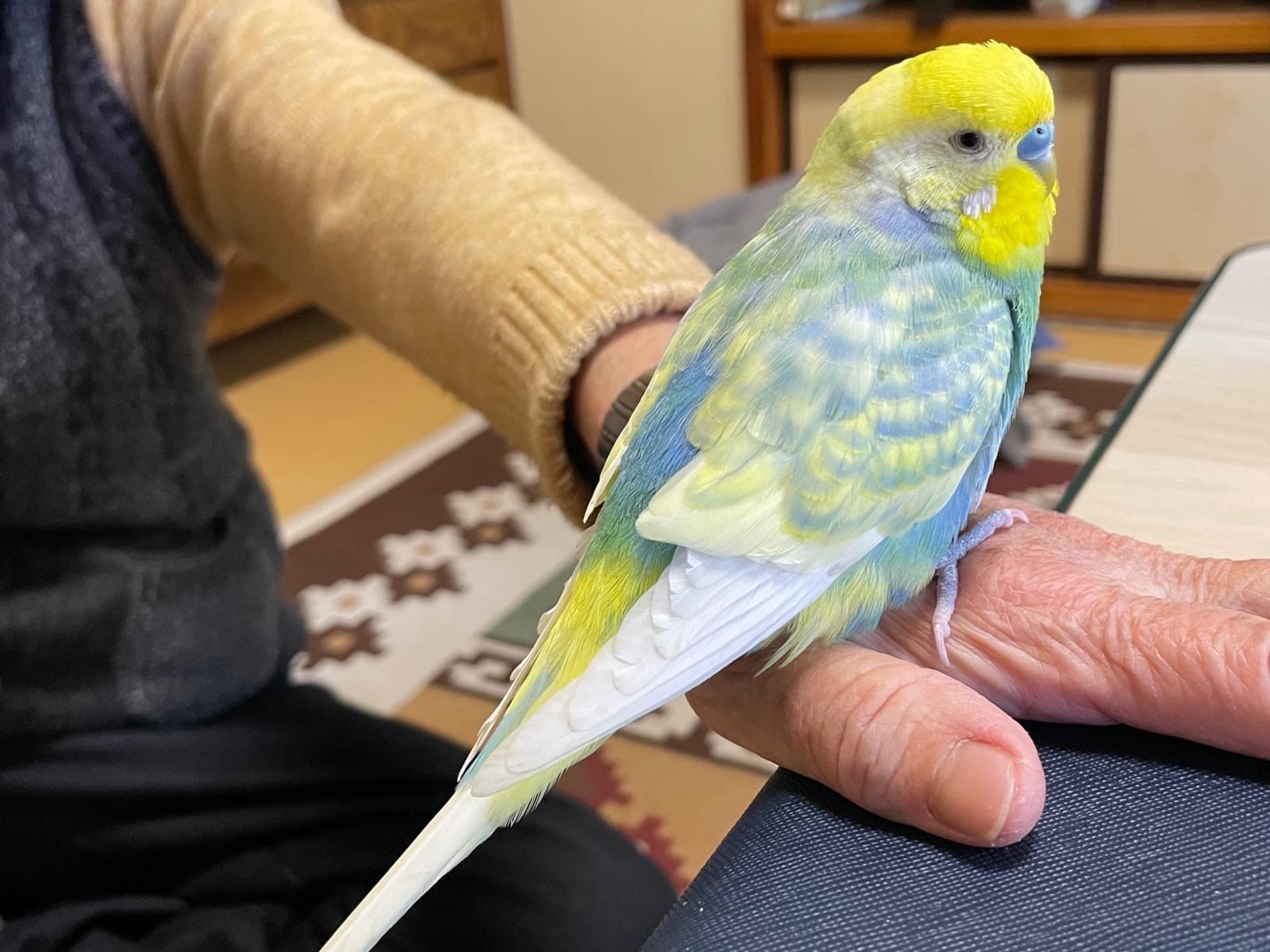 ピーちゃん ピーちゃん