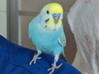 ピーコちゃん ピーコちゃん