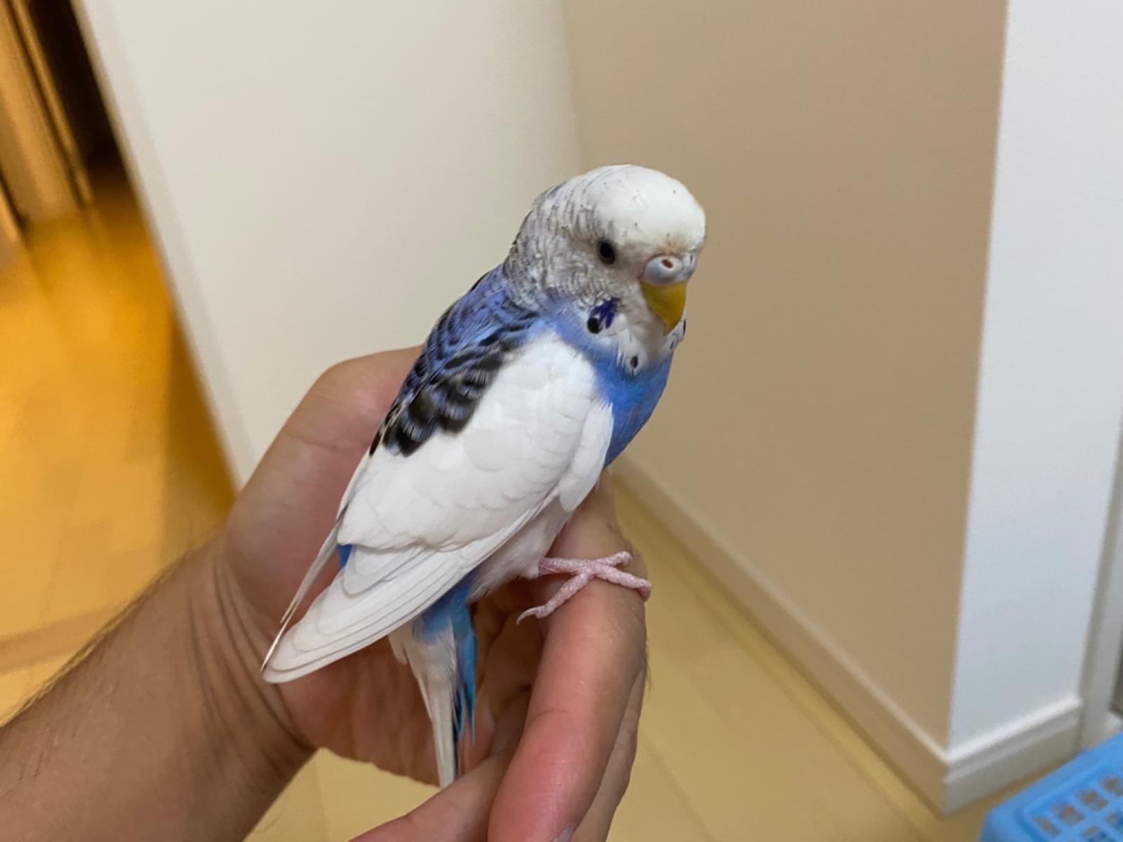 保護された鳥 保護された鳥