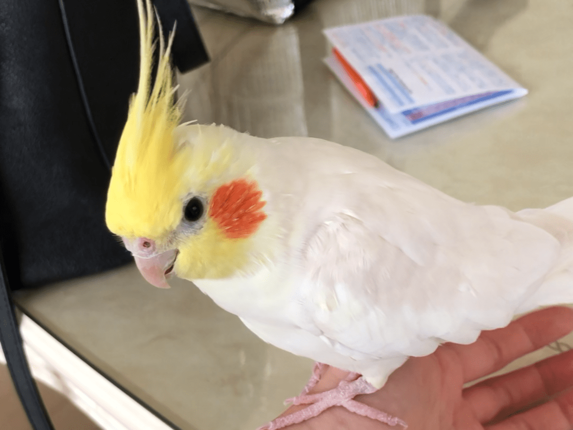 ティンクちゃん ティンクちゃん