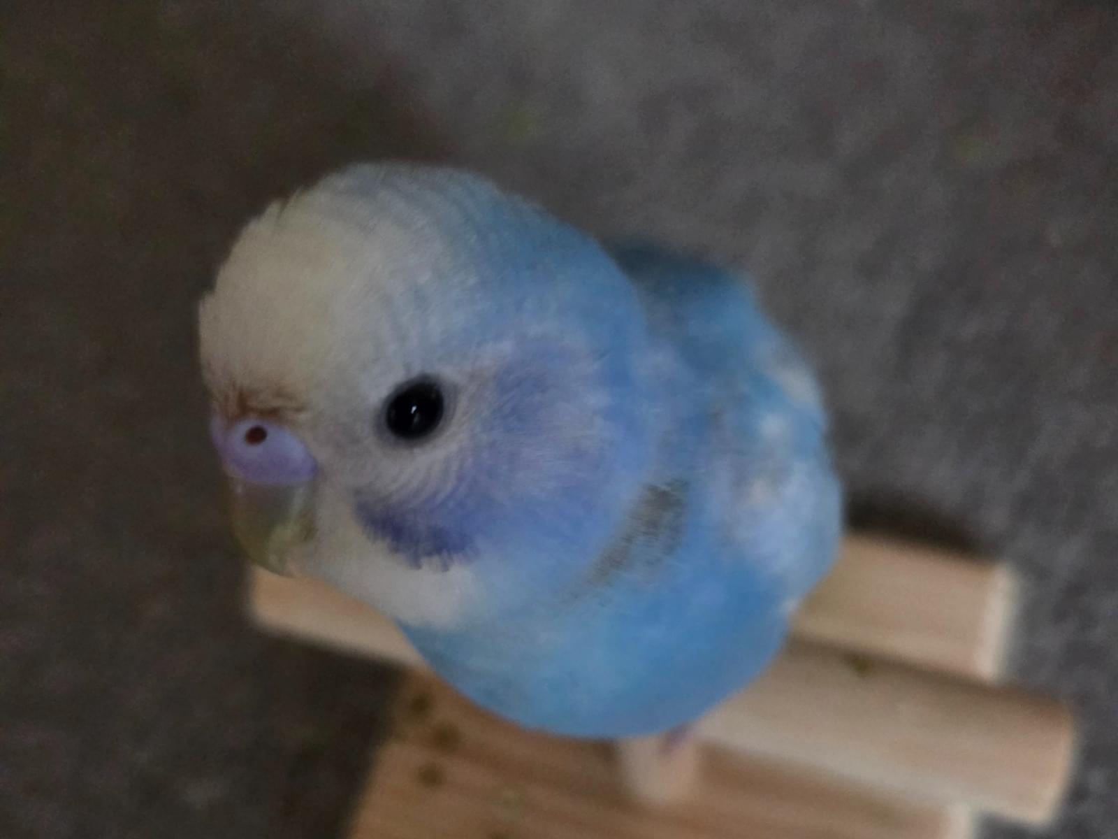 クッピーちゃん