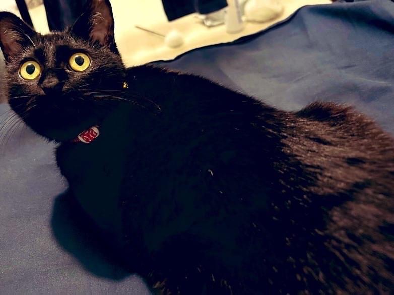 保護された猫 保護された猫