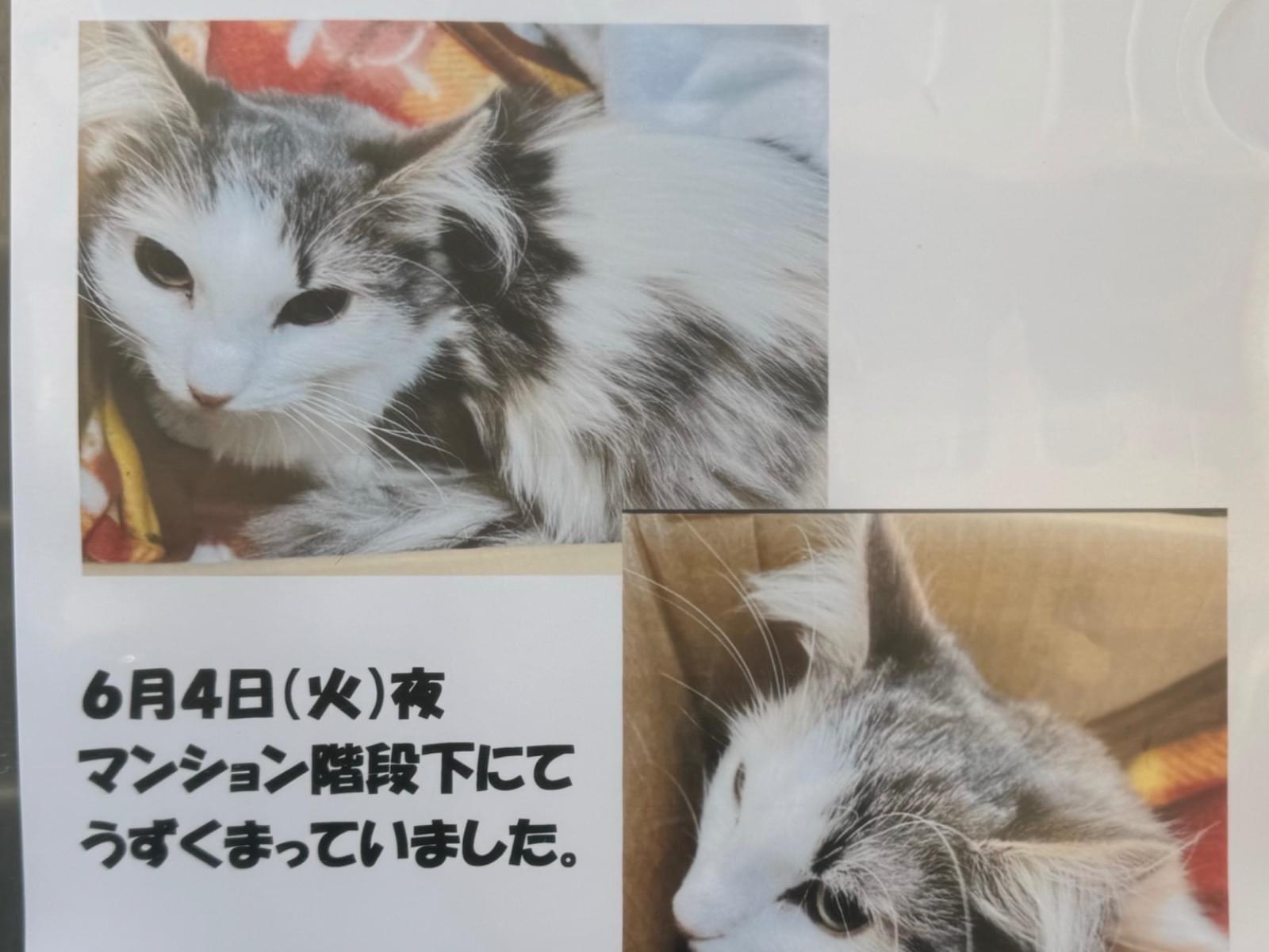 保護された猫 保護された猫