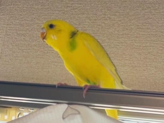 保護された鳥 保護された鳥