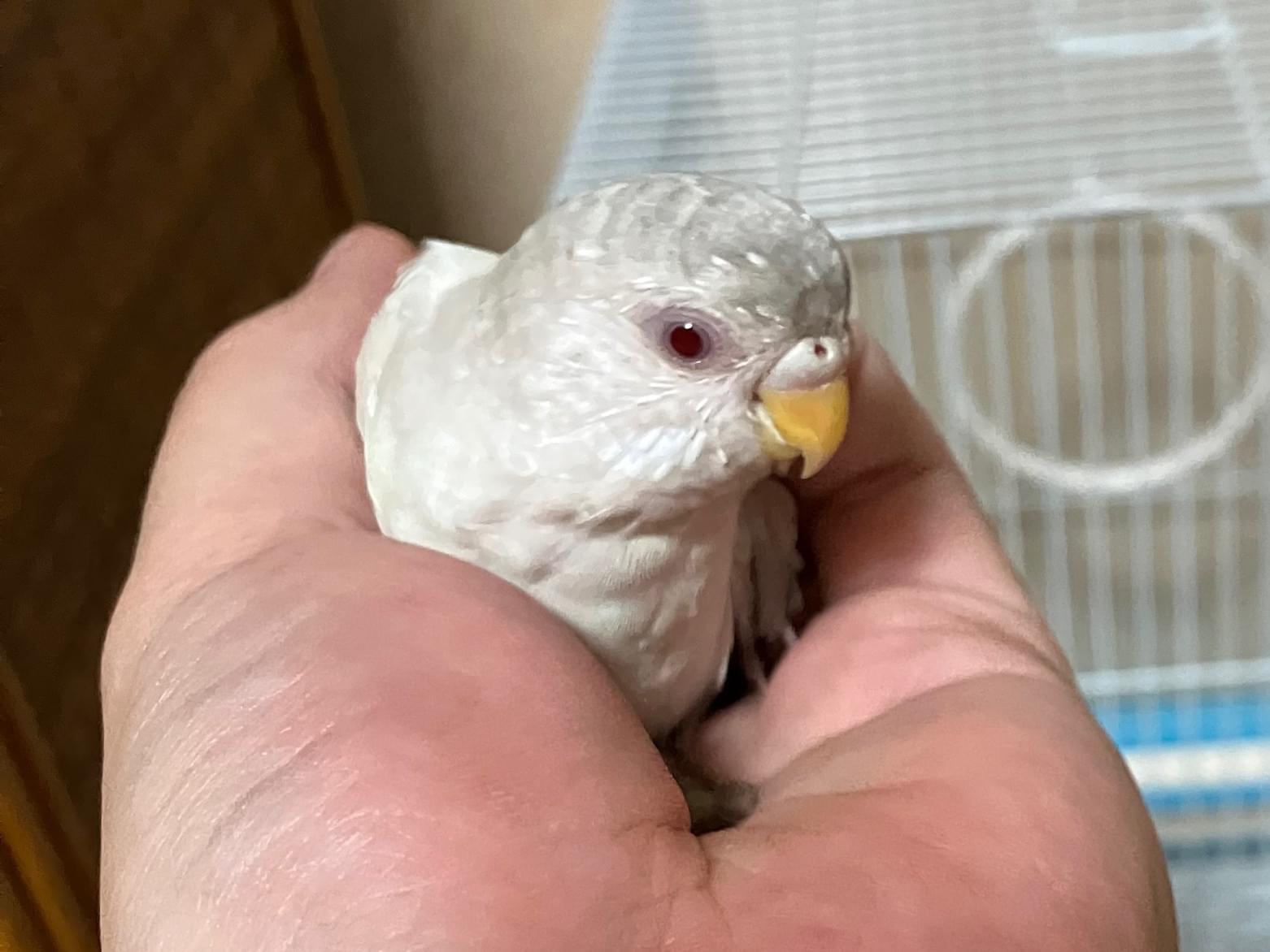 保護された鳥 保護された鳥