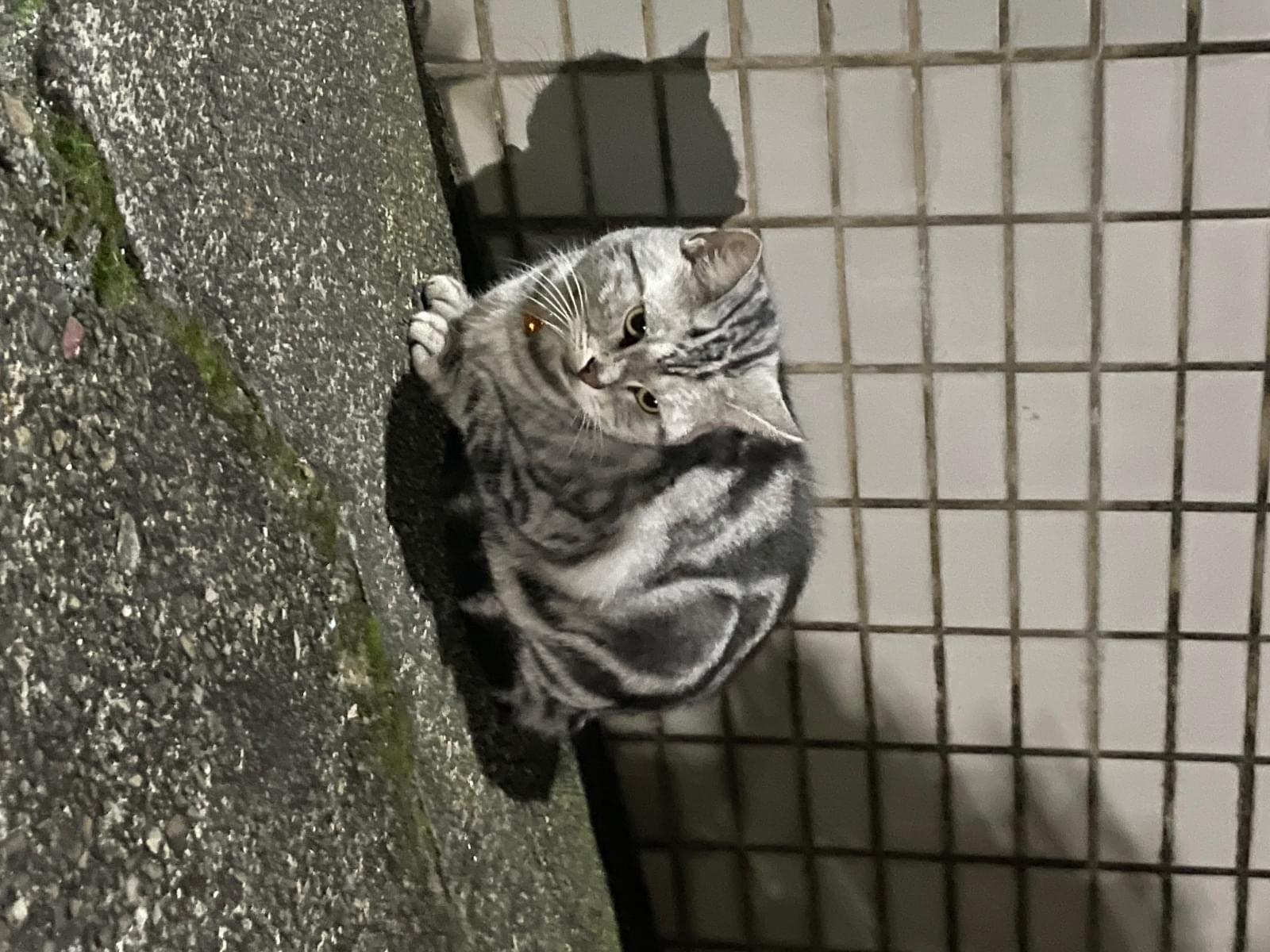 目撃された猫 目撃された猫