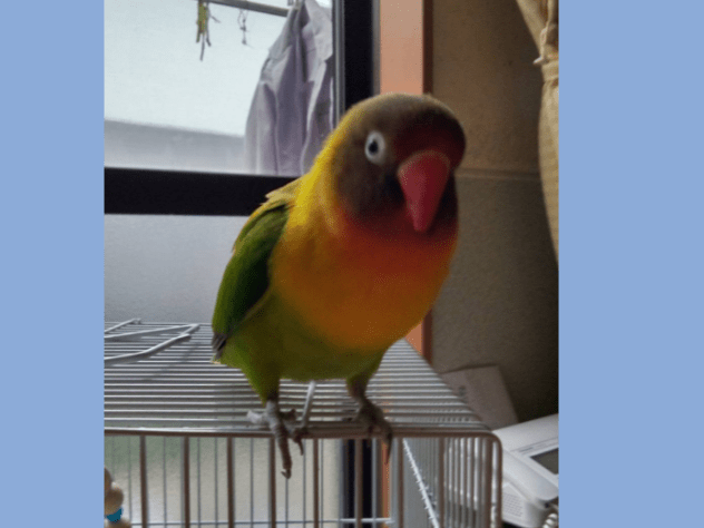 保護された鳥 保護された鳥