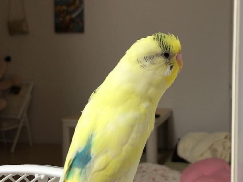 わらいちゃん わらいちゃん