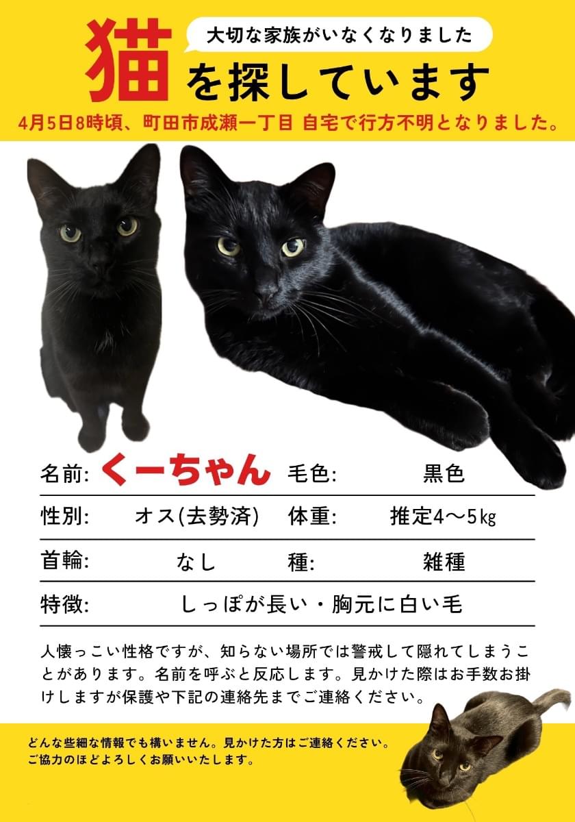 大きめのスラッとした黒猫を探してます。