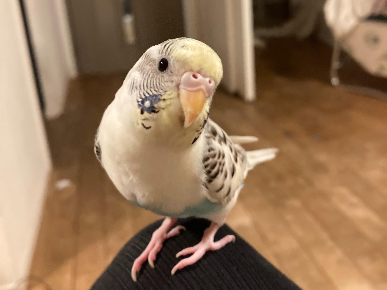 しずくちゃん