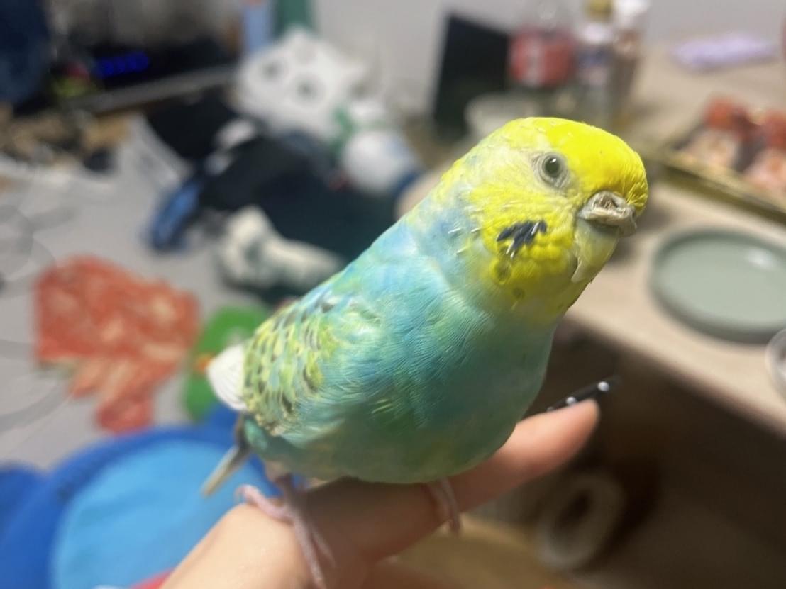 シラスちゃん