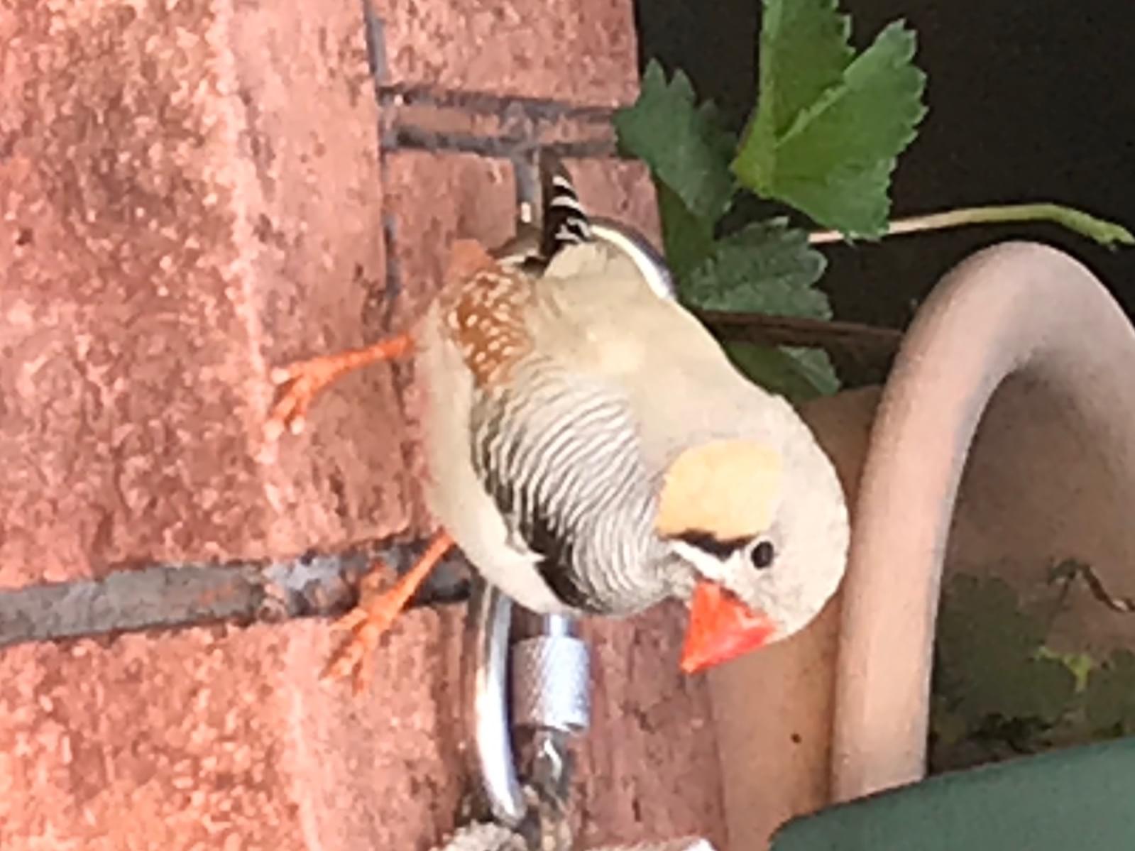 目撃された鳥 目撃された鳥