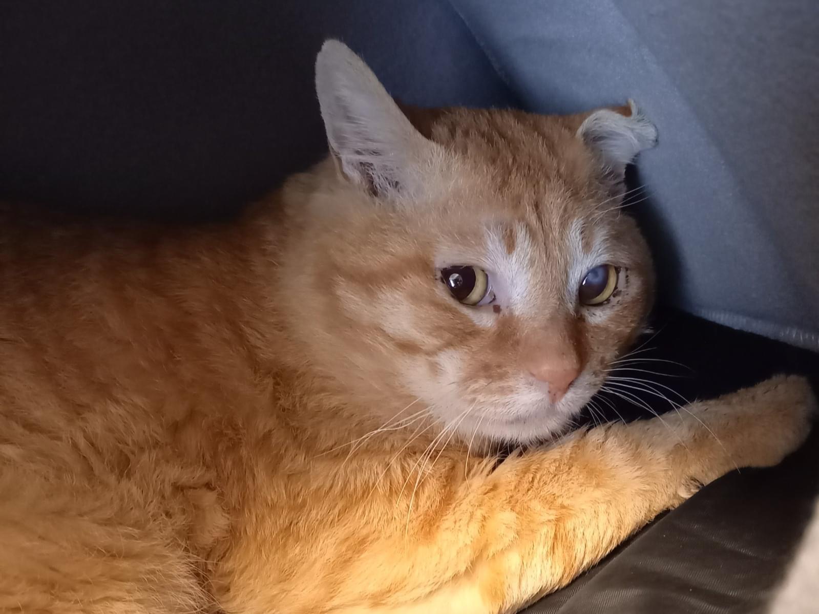 保護された猫 保護された猫